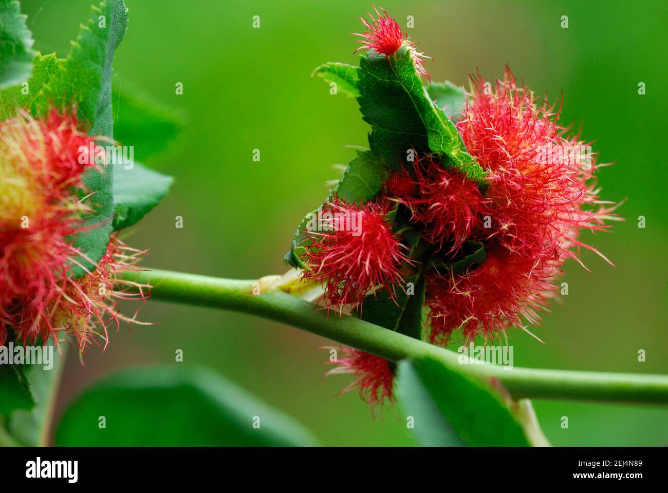Mossyrose gall wasp (Diplolepis rosae), rosone, mela rosa, mela sonno Foto Stock