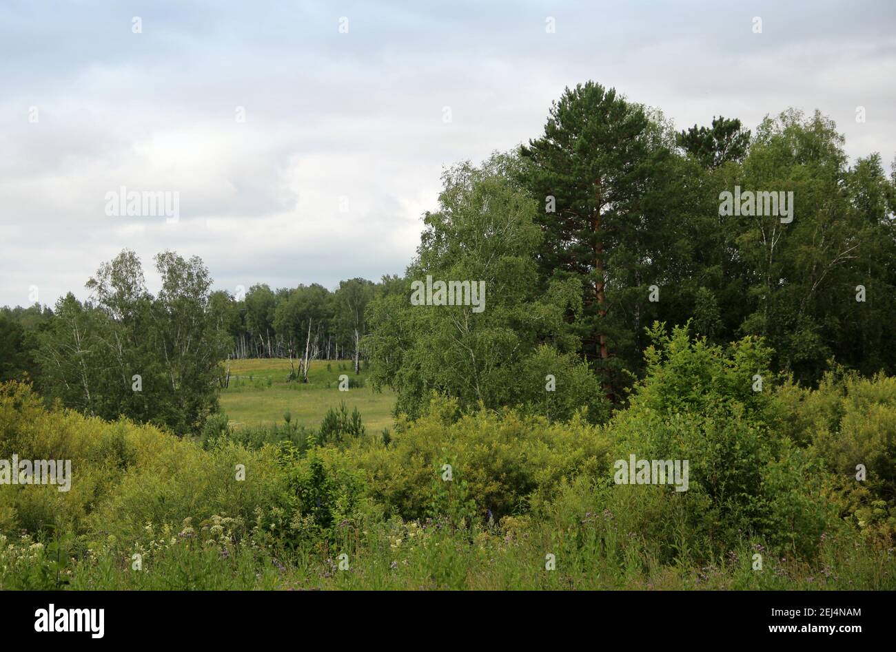 A causa dei cespugli e alberi vista della compensazione. Paesaggio estivo. Foto Stock