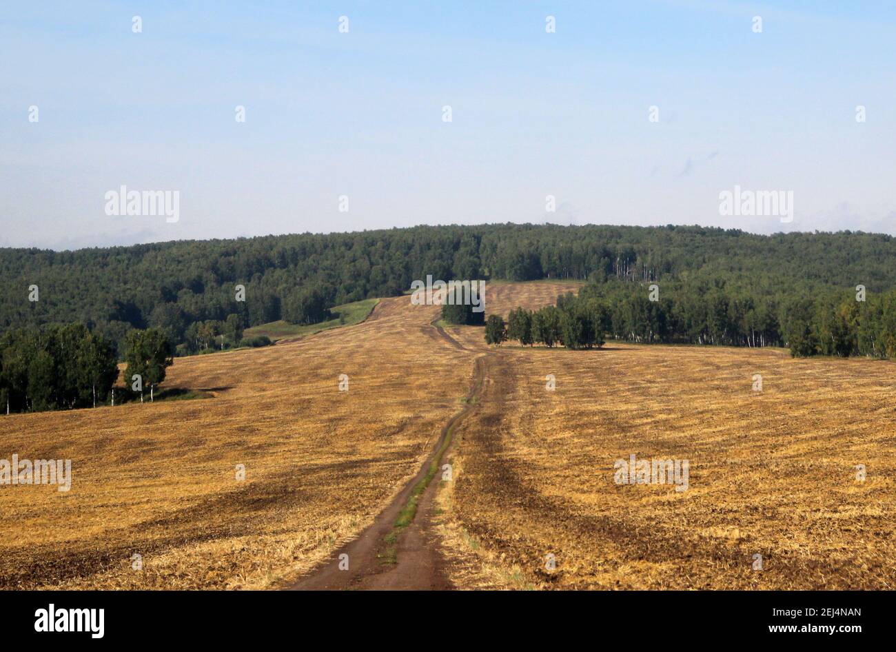 Una strada sterrata attraversa un campo giallo e si perde nel verde delle corone degli alberi. Paesaggio autunnale. Foto Stock