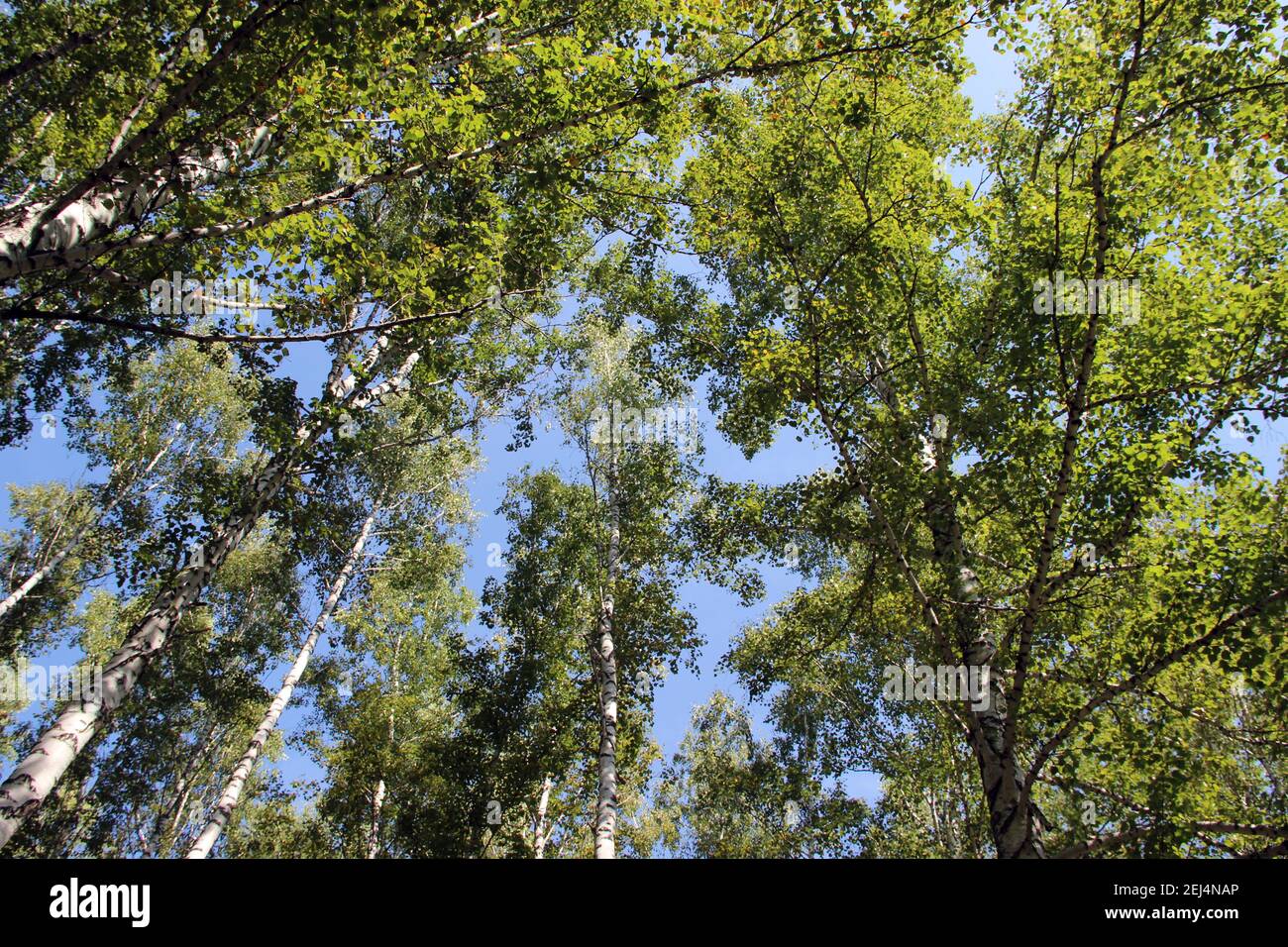 Un cielo limpido e senza nuvole è visibile attraverso i rami di chiusura degli alberi in testa. Foto Stock