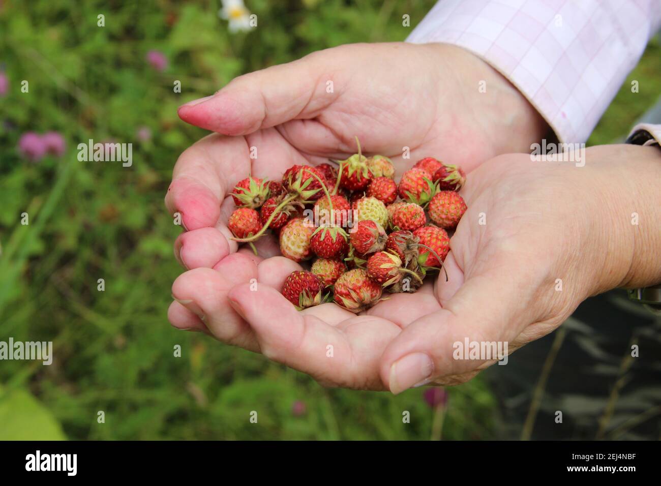 Una manciata di fragole. Foto Stock