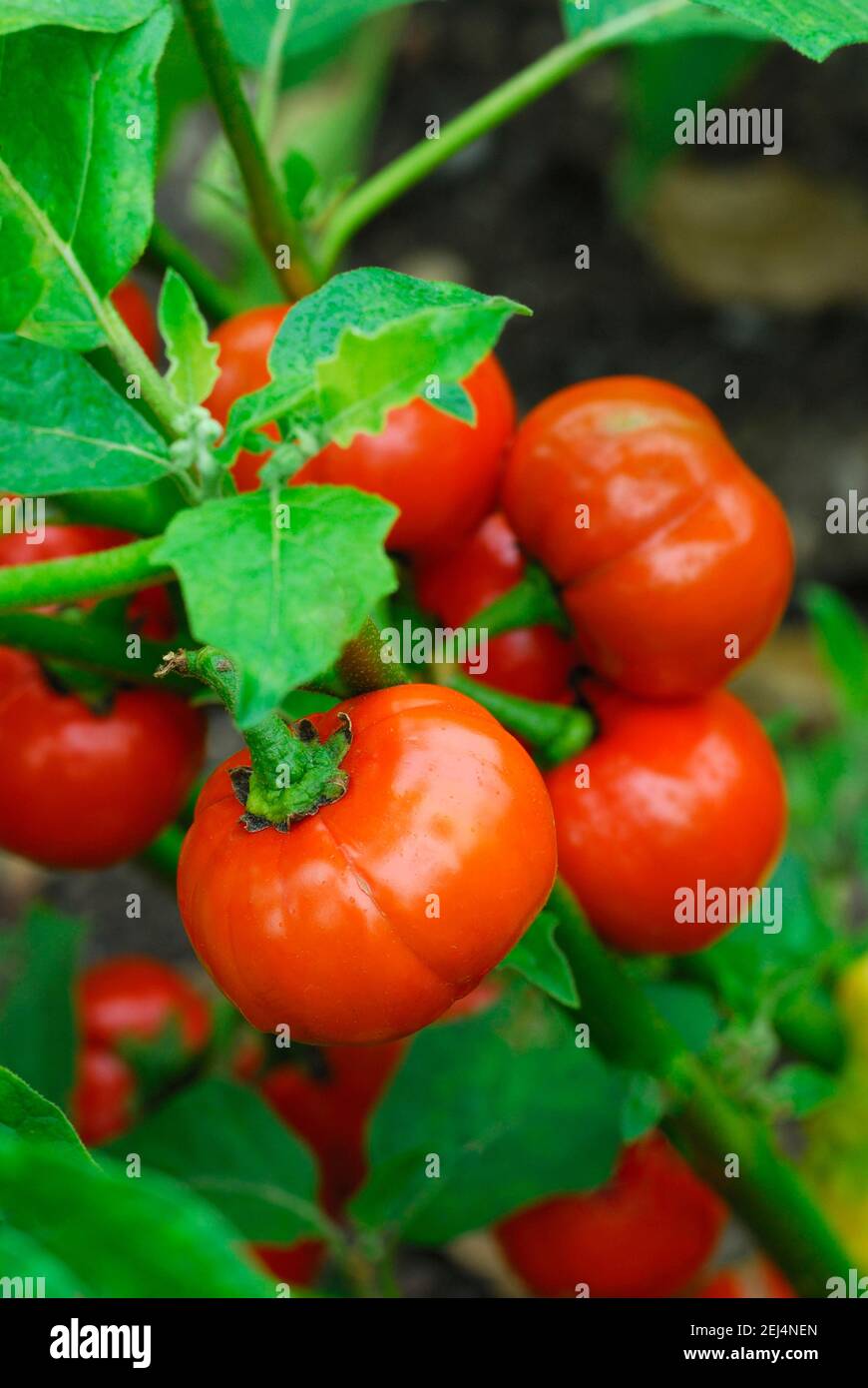 Solanum aethiopicum (Solanum aethiopicum) Foto Stock