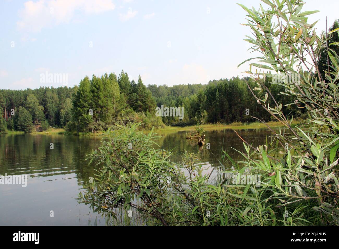 Vista da dietro i cespugli sul lago forestale. Paesaggio pittoresco. Foto Stock