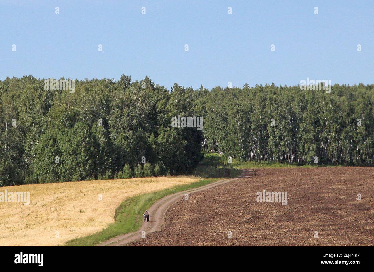 Una strada tortuosa attraversa un campo fino alla foresta. Sulla strada, una sola figura di un ciclista con una bicicletta. Foto Stock