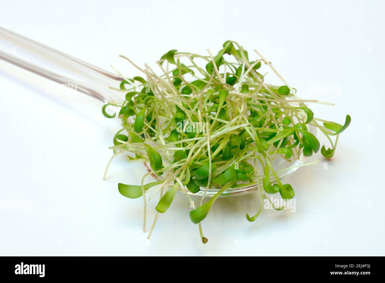 Garden cress (Lepidium sativum) Foto Stock