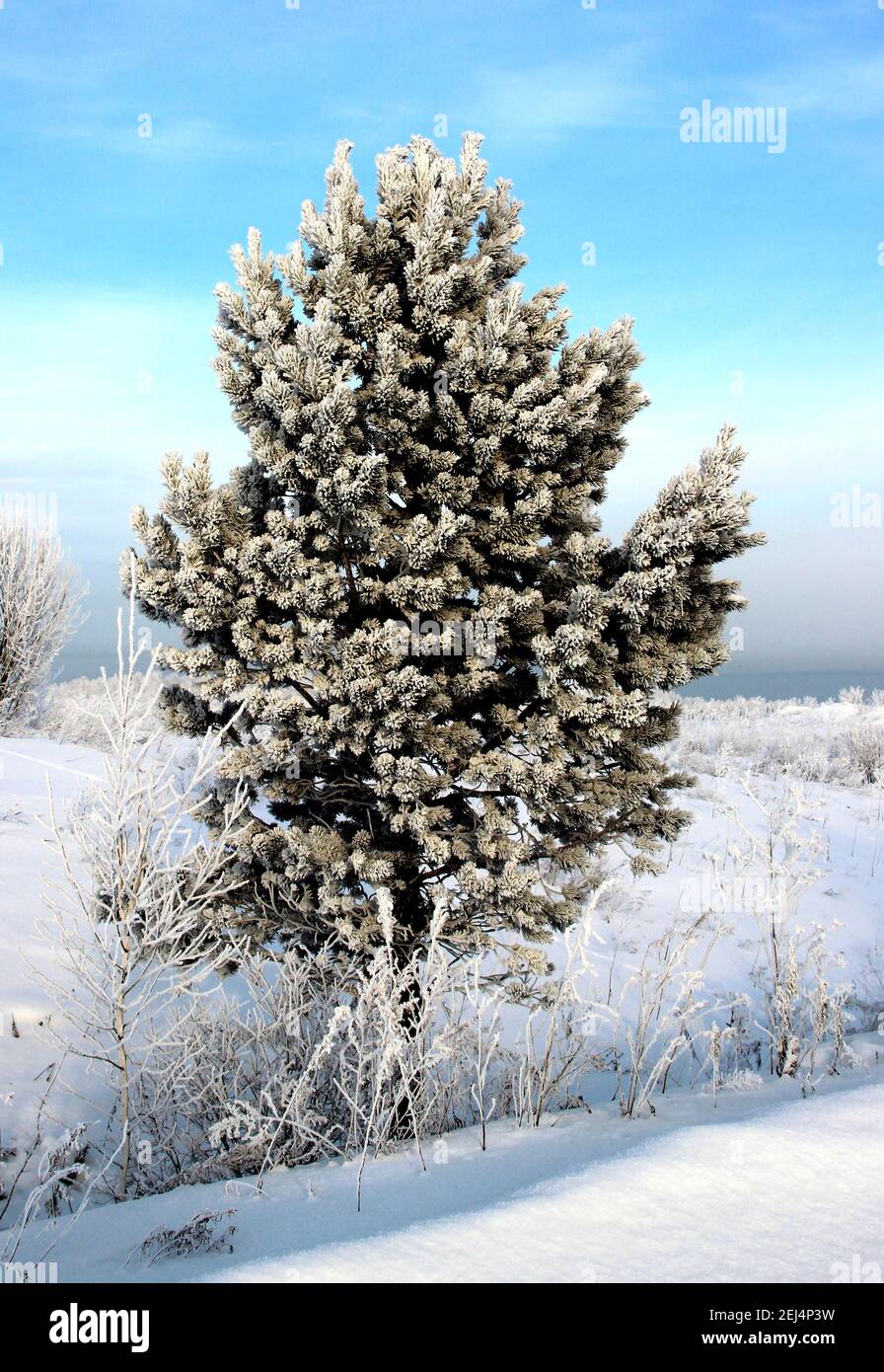 Scheda vacanza: Un bel pino toccato da brina con erba ghiacciata sotto e un cielo limpido e senza nuvole sopra. Foto Stock