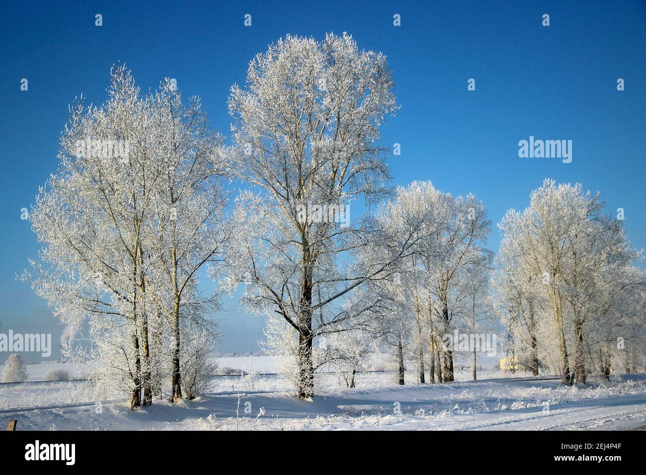 Giorno invernale limpido. Cielo blu chiaro e gelido. La neve scintilla sui rami dell'albero così luminoso che fa male agli occhi. Foto Stock