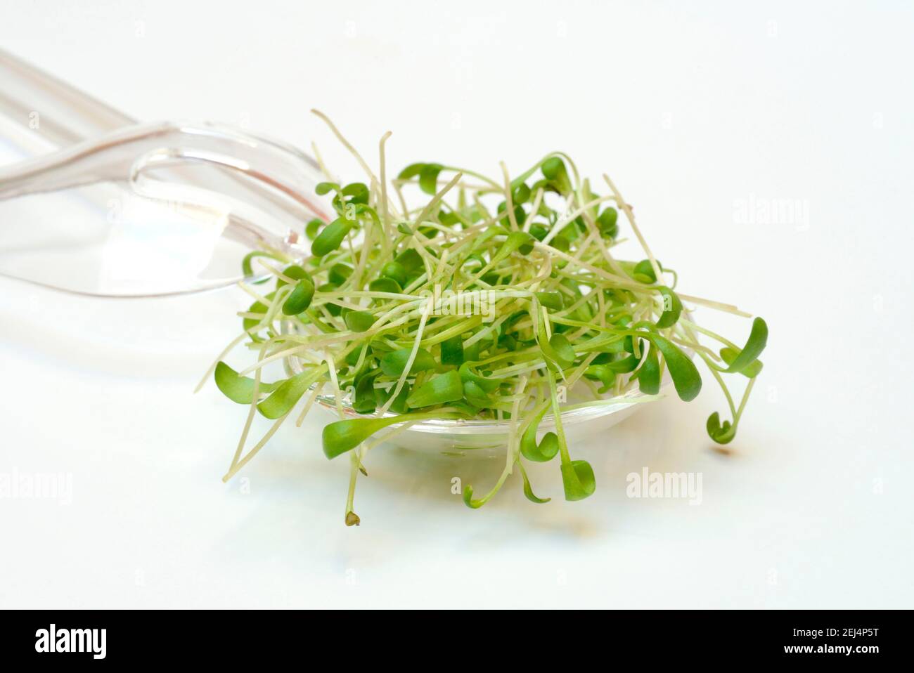 Garden cress (Lepidium sativum) Foto Stock