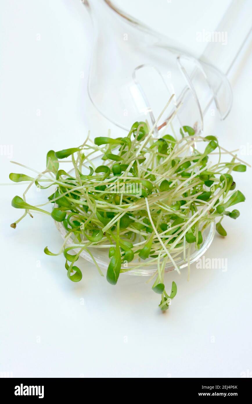 Garden cress (Lepidium sativum) Foto Stock