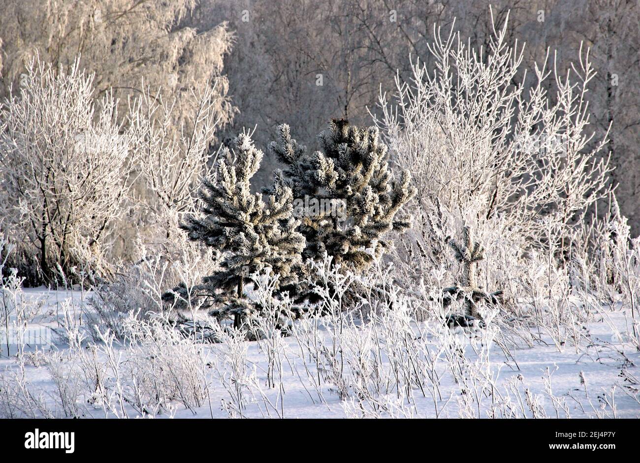 Il paesaggio è così colorato che crea involontariamente la sensazione di vera favola. Piccoli abeti circondati da arbusti gelidi. Foto Stock