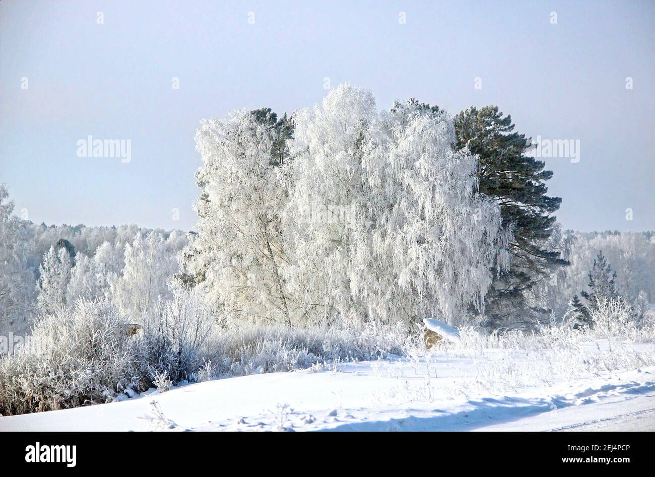 Gli alberi, i cespugli, le colline e la strada sono illuminati dalla luminosa luce argentata. Cielo limpido e senza nuvole sospeso, allungato e congelato in una sorta di attesa. Foto Stock