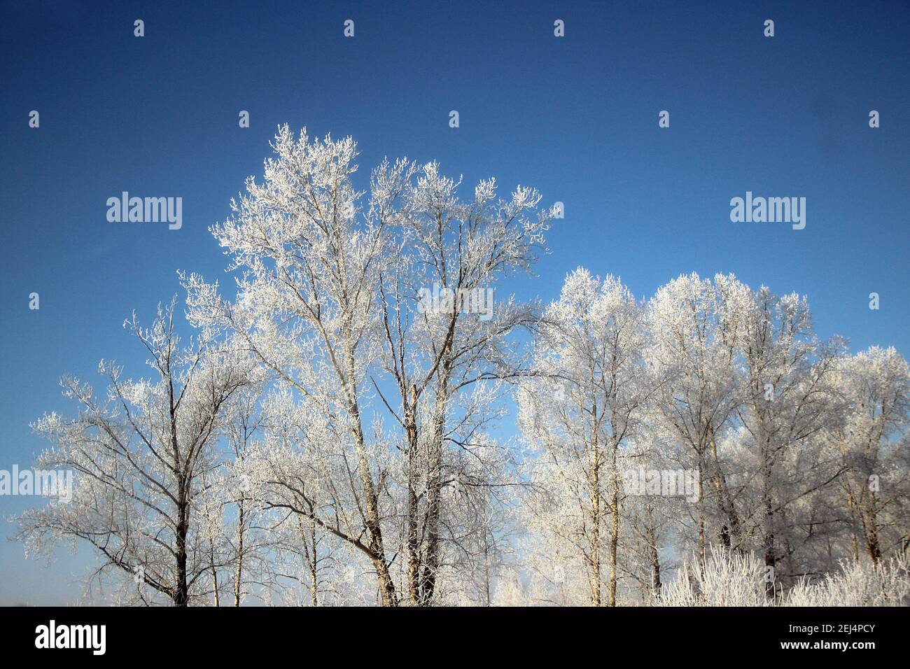 Giorno invernale limpido. Cielo blu chiaro e gelido. La neve scintilla sui rami dell'albero così luminoso che fa male agli occhi. Foto Stock