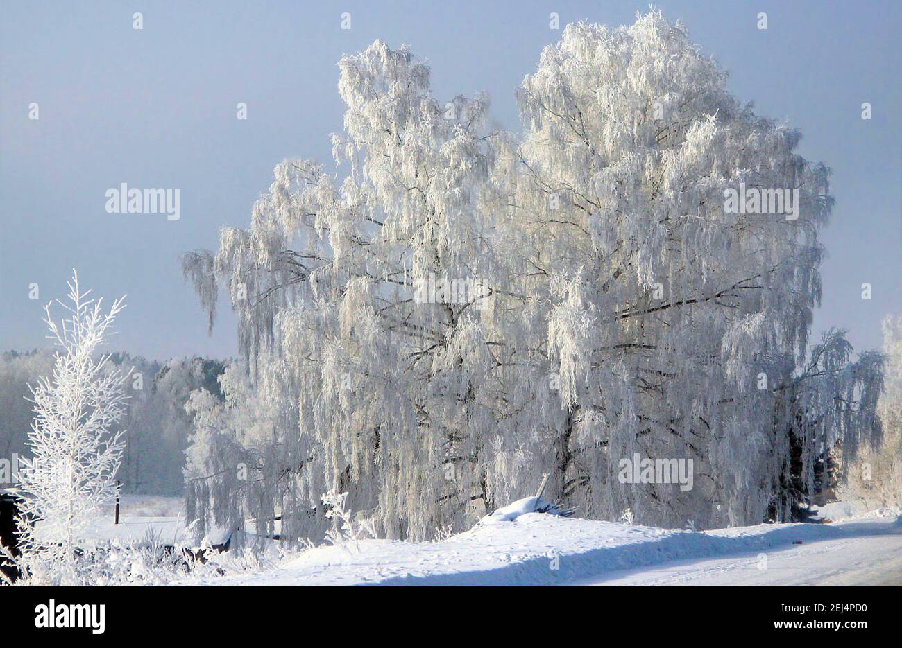 Giorno invernale limpido. Cielo blu chiaro e gelido. La neve scintilla sui rami dell'albero così luminoso che fa male agli occhi. Foto Stock