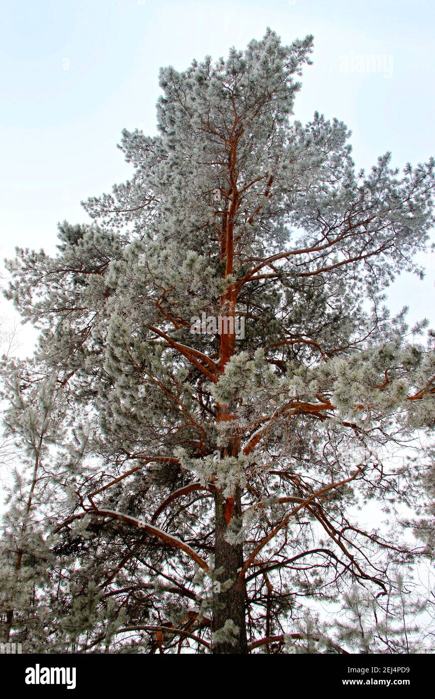 L'alto pineta lanky si allunga verticalmente verso l'alto, nel cielo. I rami scintillano i suoi aghi con tale luce argentata sotto il sole invernale brillare. Foto Stock