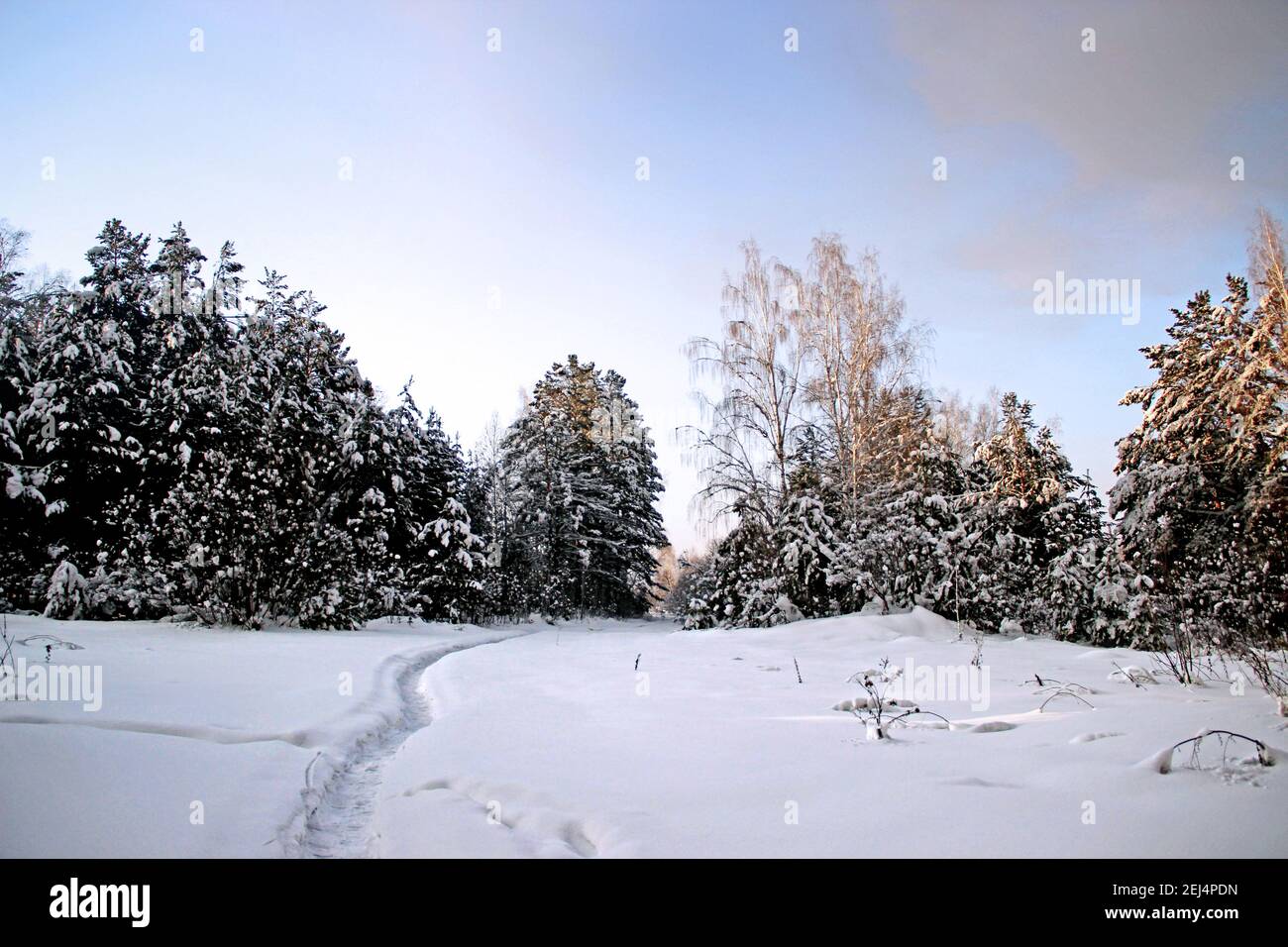 Paesaggio invernale. Chiaramente visibile percorso tortuoso trodden nella neve, va in profondità nel thicket. Neve leggermente rosea e cielo colorato. Foto Stock