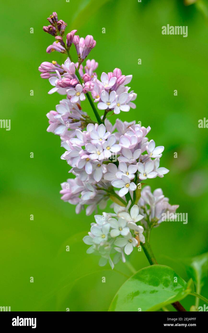 Struttura lilla (spec. Syringa) Foto Stock