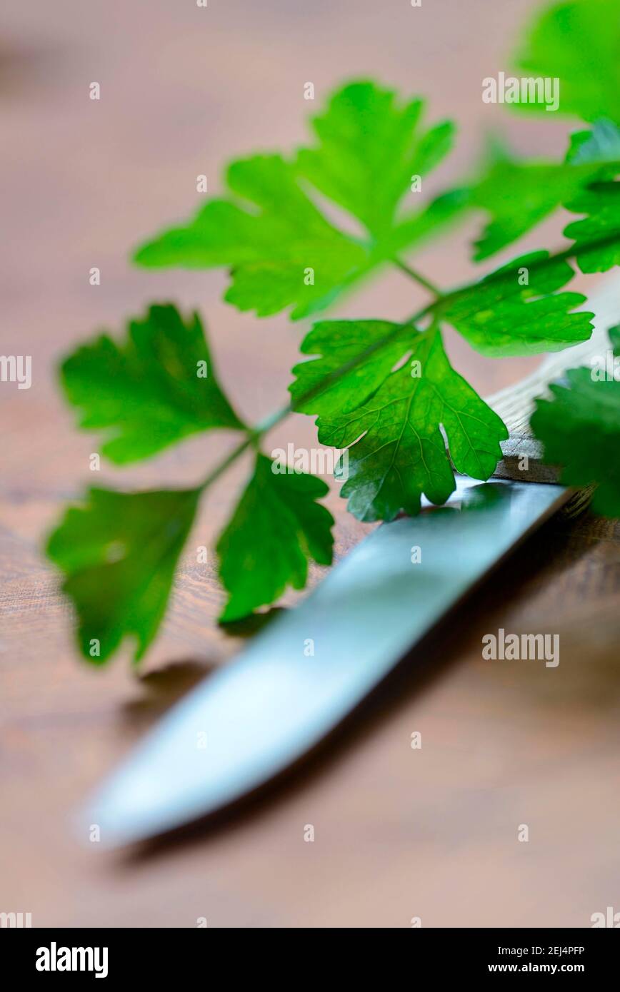 Prezzemolo liscio (Petroselinum crispum) con coltello da cucina Foto Stock