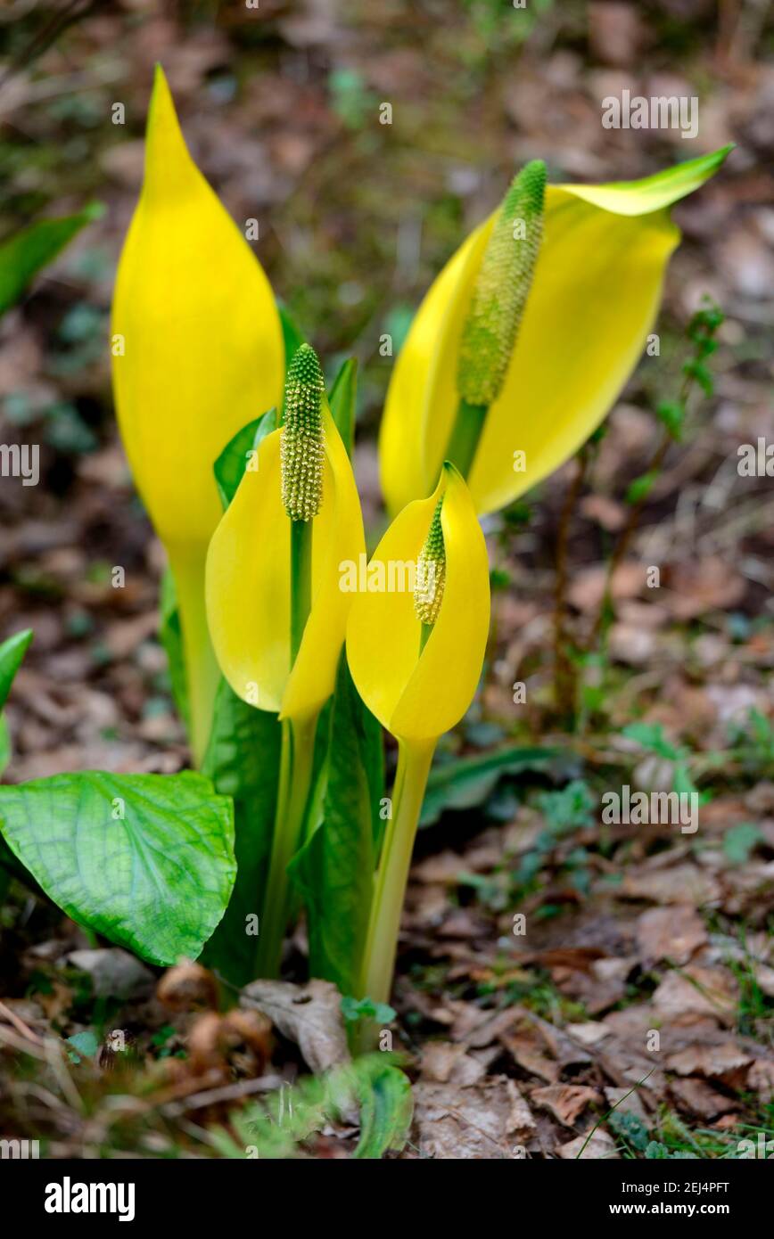 Cavolo spazzatura occidentale (Lysichiton americanus) Foto Stock