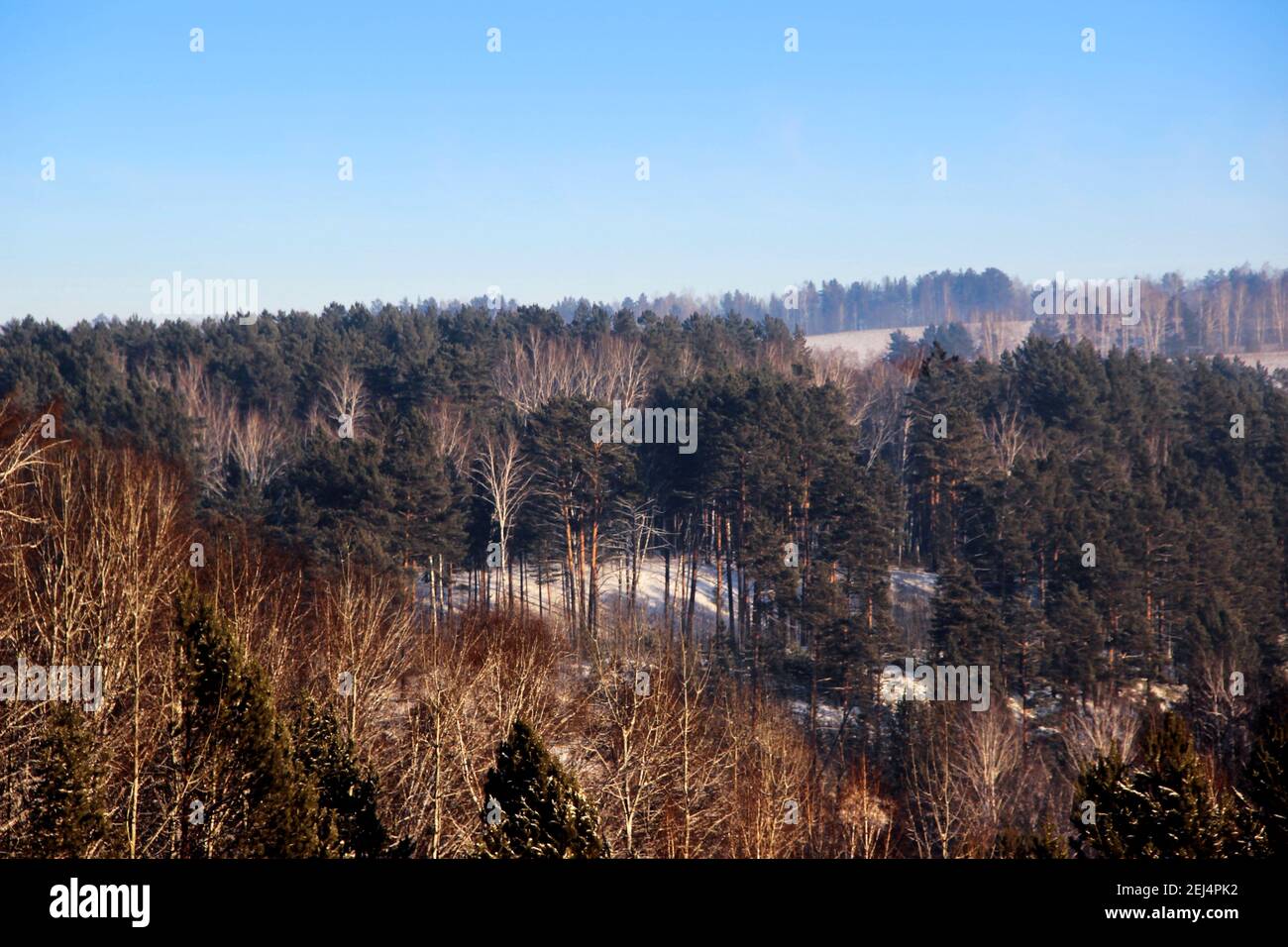 Alberi, cespugli, boschi della collina sono illuminati dal luminoso sole invernale. Il cielo blu pende sulla foresta tesa e congelata in una sorta di attesa. Foto Stock