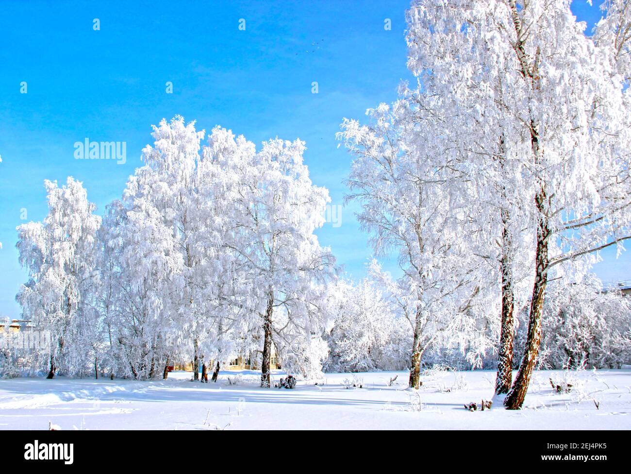 Giorno invernale limpido. Cielo blu chiaro e gelido. La neve scintilla sui rami dell'albero così luminoso che fa male agli occhi. Foto Stock