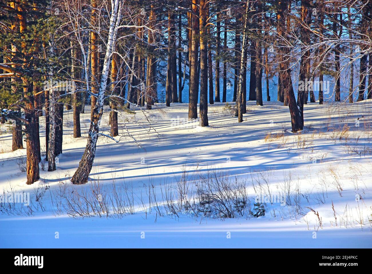 Foresta invernale dove gli uccelli si intrecciano con alberi di conifere. Dolcemente blu neve e belle sfumature dagli alberi. Foto Stock