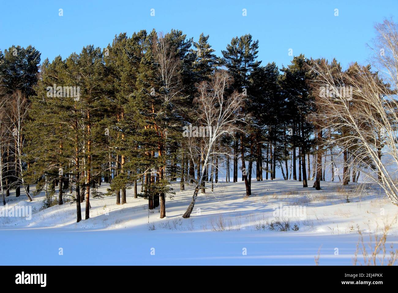Paesaggio invernale dove gli uccelli si intrecciano con alberi di conifere. Cielo blu profondo e neve circostante. Foto Stock
