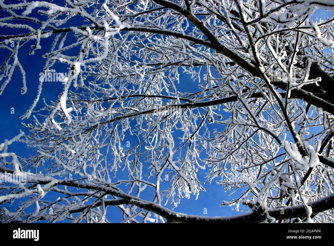 Rami di un albero coperto di brina su uno sfondo di cielo blu scuro. Vista dal basso. Foto Stock