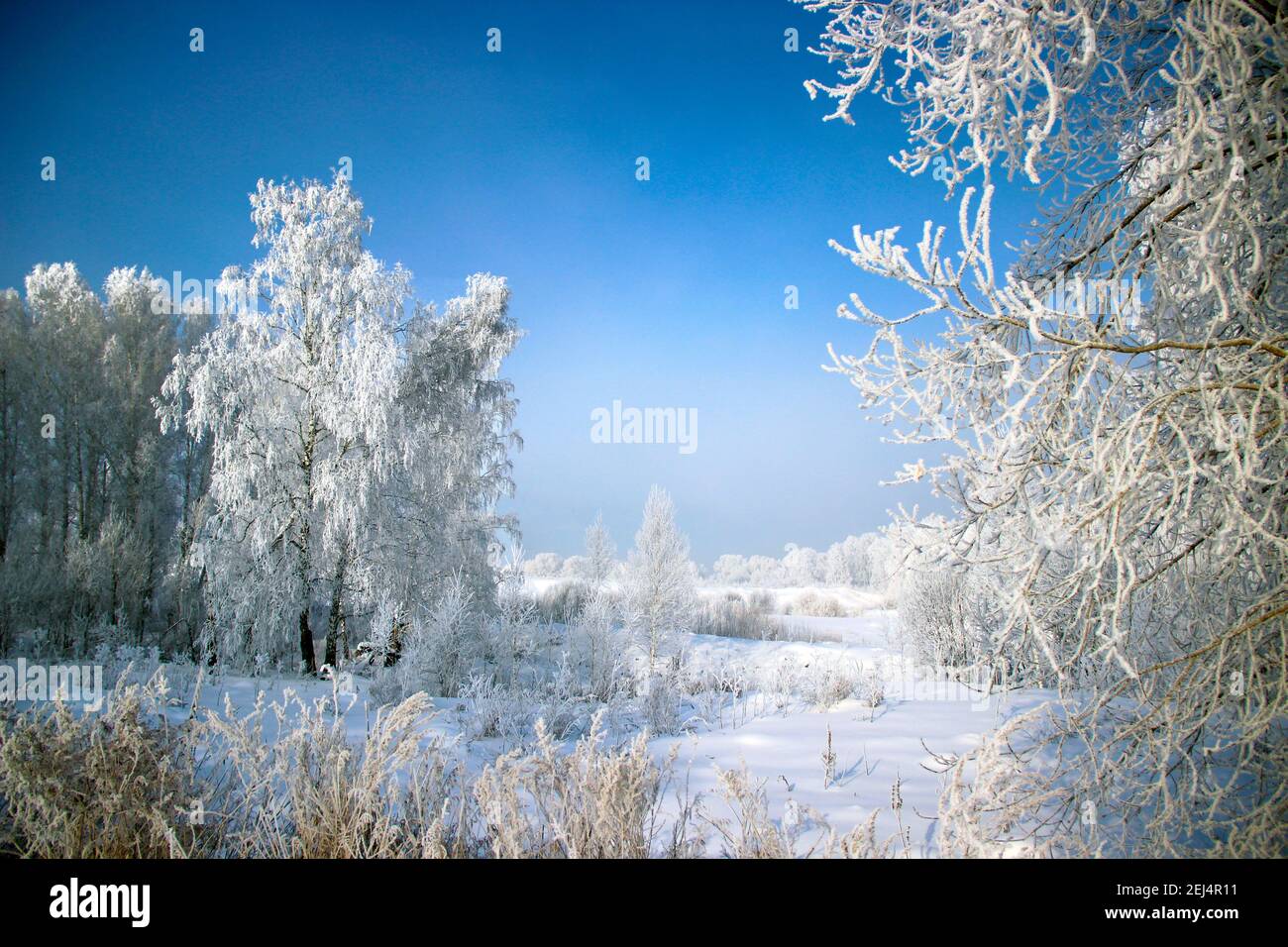 Incredibile paesaggio di un boschetto di betulla in inverno. Il colore del cielo va dal bianco al viola intenso. Una vera favola invernale. Foto Stock