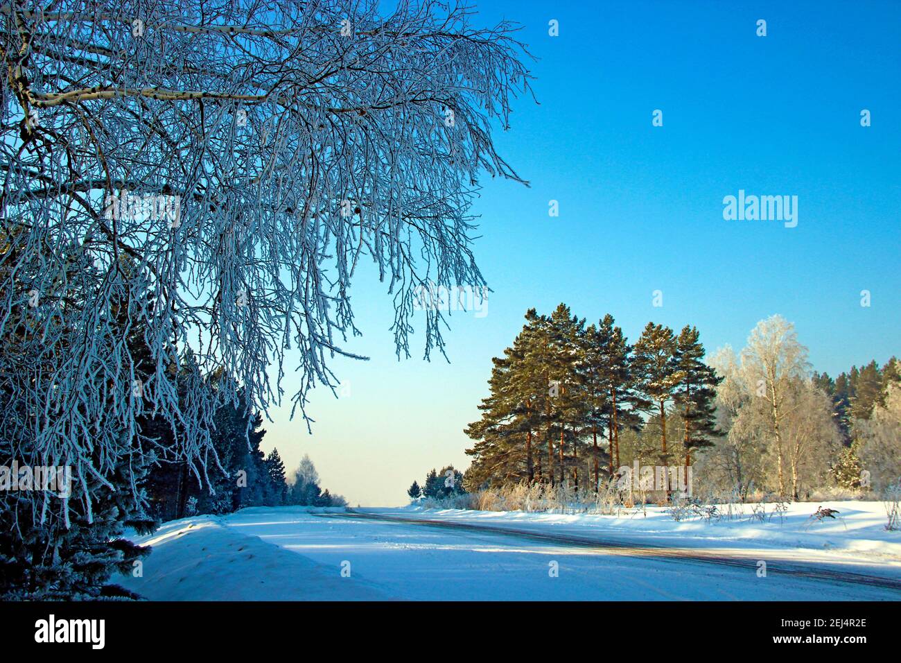 La strada invernale che corre sul bordo della foresta fino al nulla sotto il cielo blu. Foto Stock
