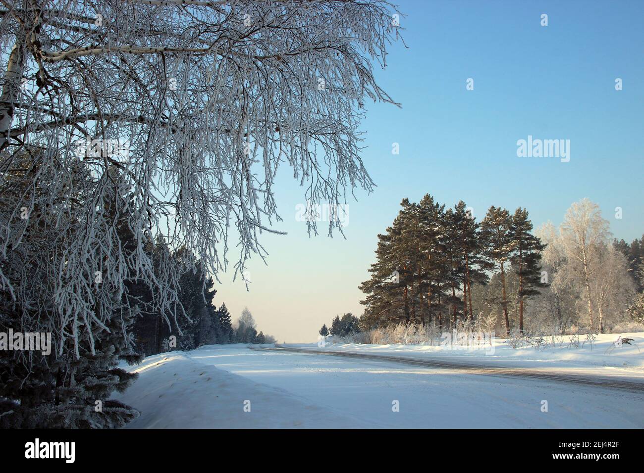 La strada invernale che corre sul bordo della foresta fino al nulla sotto il cielo blu. Foto Stock
