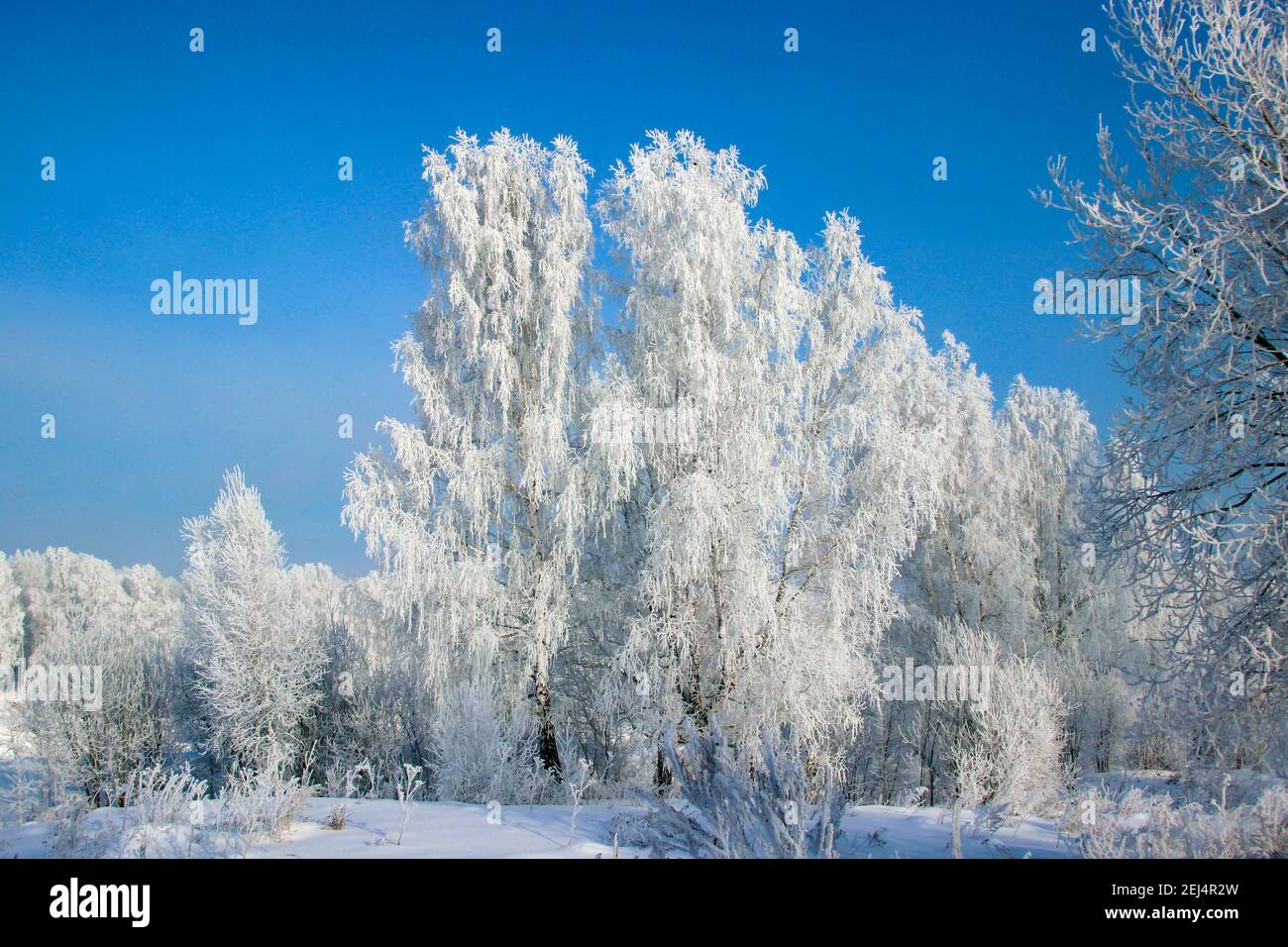 Boschetto di betulla sotto il cielo viola. Meraviglioso paesaggio invernale. Foto Stock