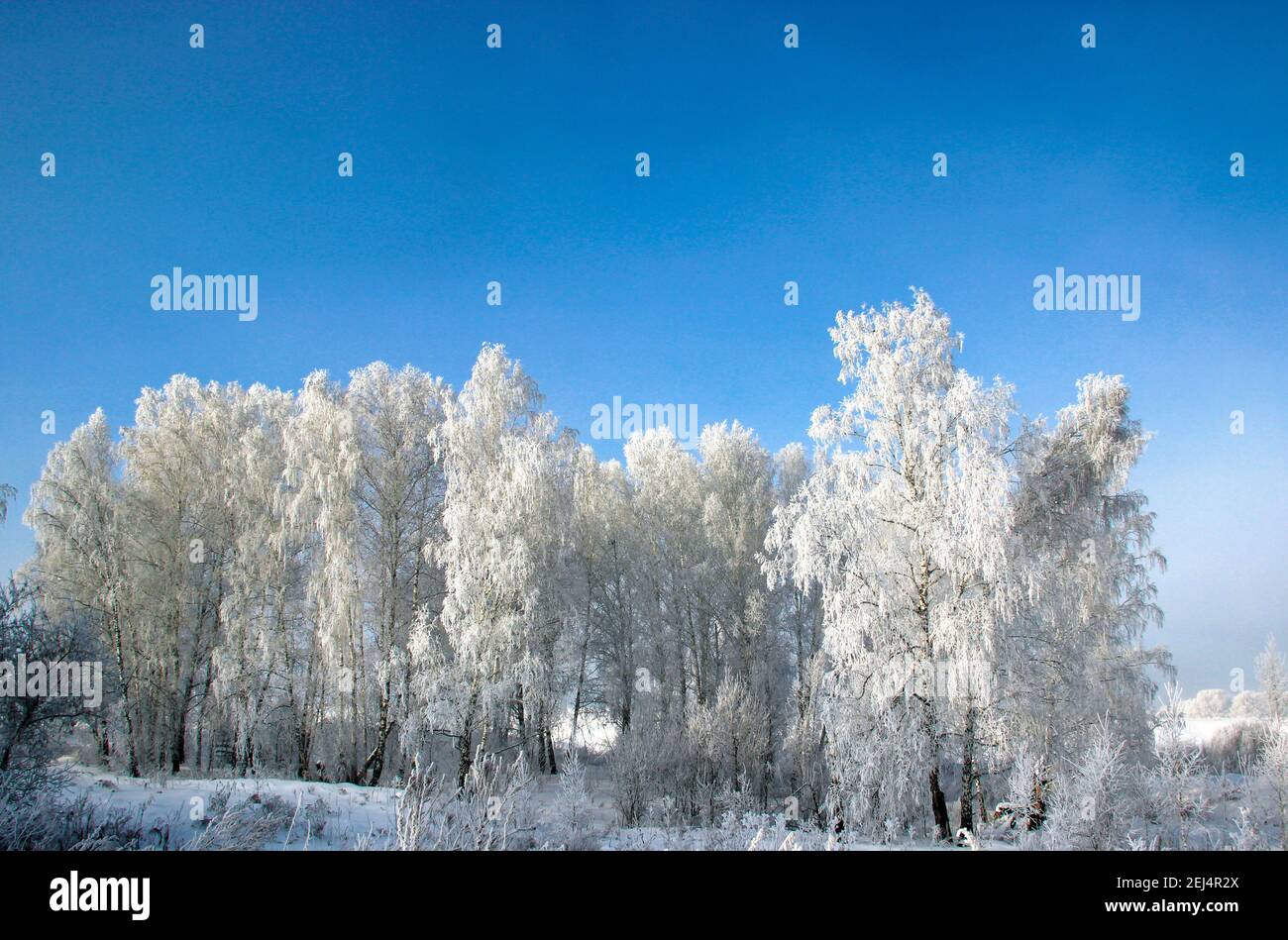 Il gelo sui catkins di betulla risplende brillantemente, e il cielo viola scuro è in contrasto. Foto Stock