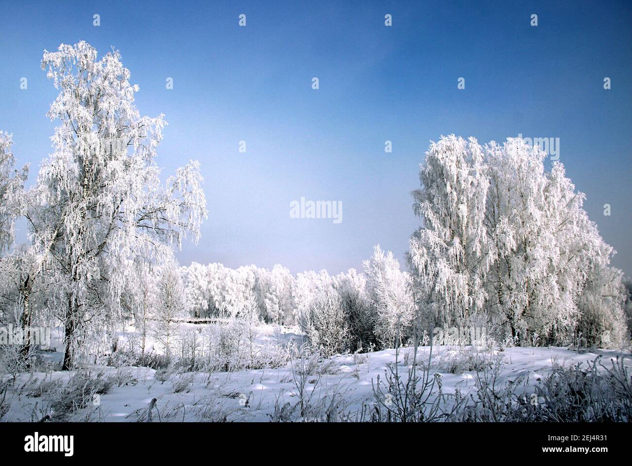 Il gelo sui catkins di betulla risplende brillantemente, e il cielo viola scuro è in contrasto. Foto Stock