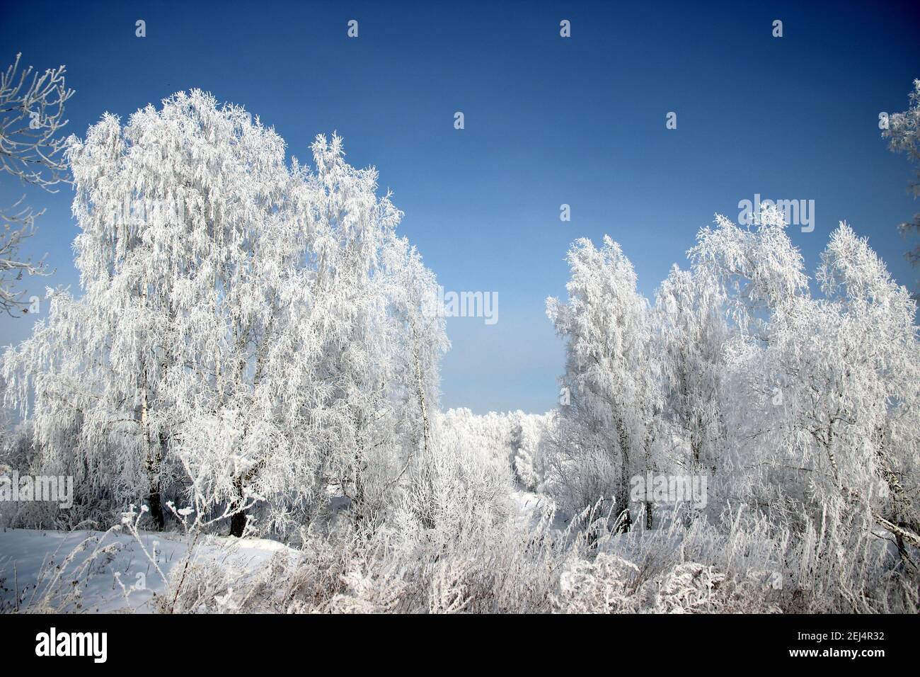 Il gelo sui catkins di betulla risplende brillantemente, e il cielo viola scuro è in contrasto. Foto Stock