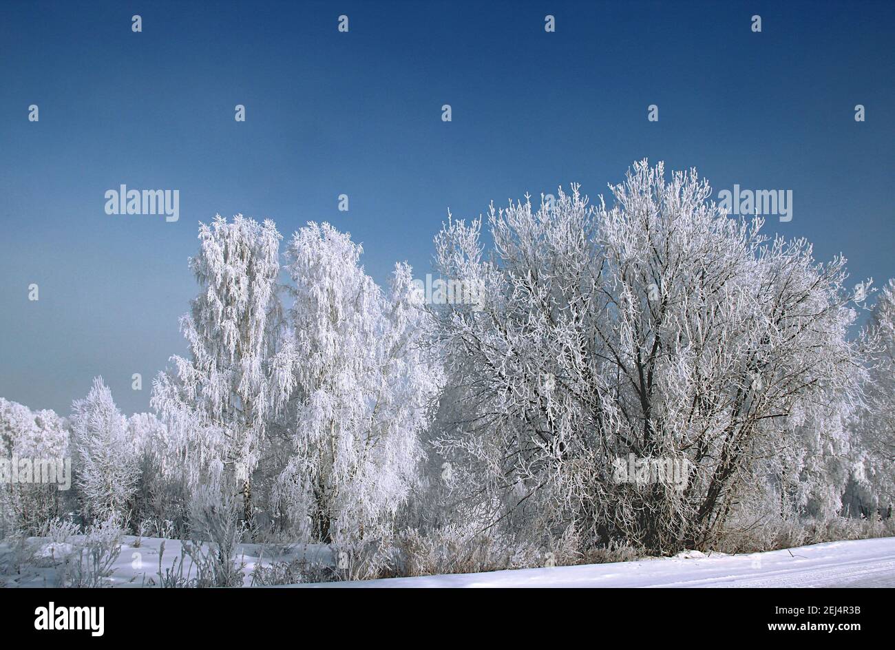 Boschetto di betulla vicino alla strada in inverno. Incredibile scenario sotto il cielo viola. Foto Stock