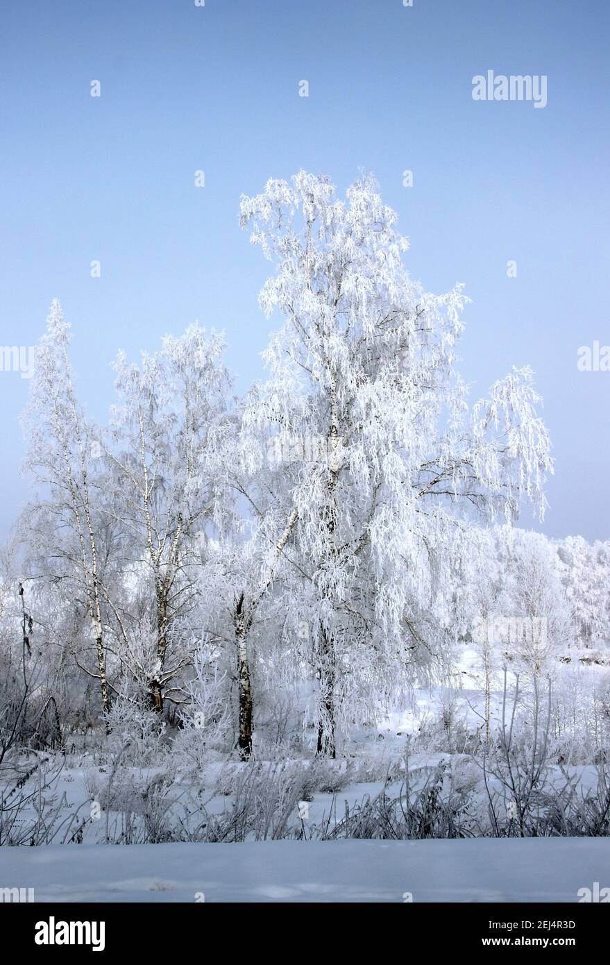 Il gelo sui catkins di betulla risplende brillantemente, e il cielo viola scuro è in contrasto. Foto Stock