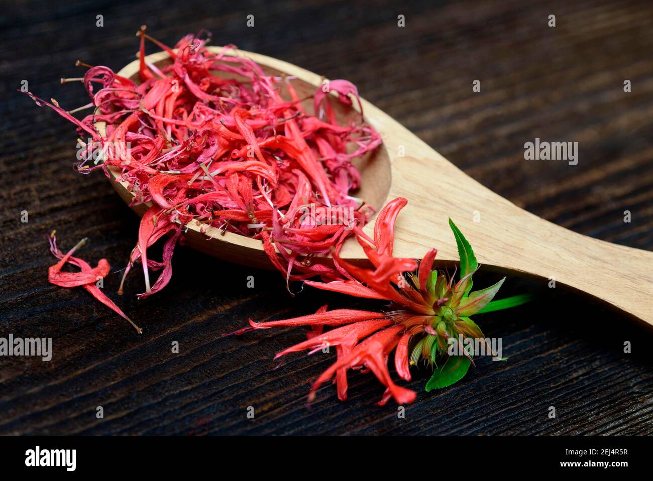 Ortica indiana, petali secchi in siviera di legno (Monarda Hybrid) Foto Stock