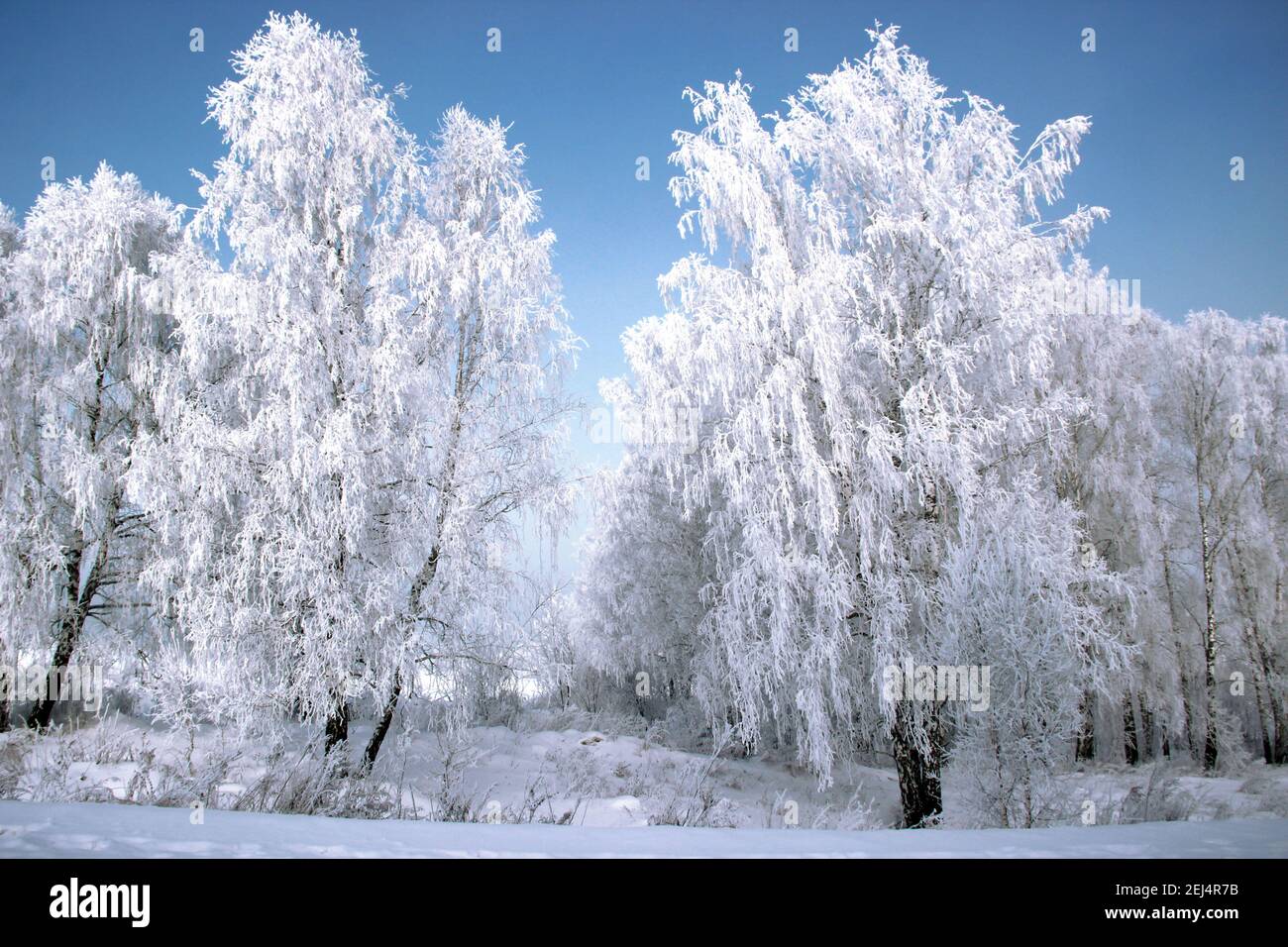 Il gelo sui catkins di betulla risplende brillantemente, e il cielo viola scuro è in contrasto. Foto Stock