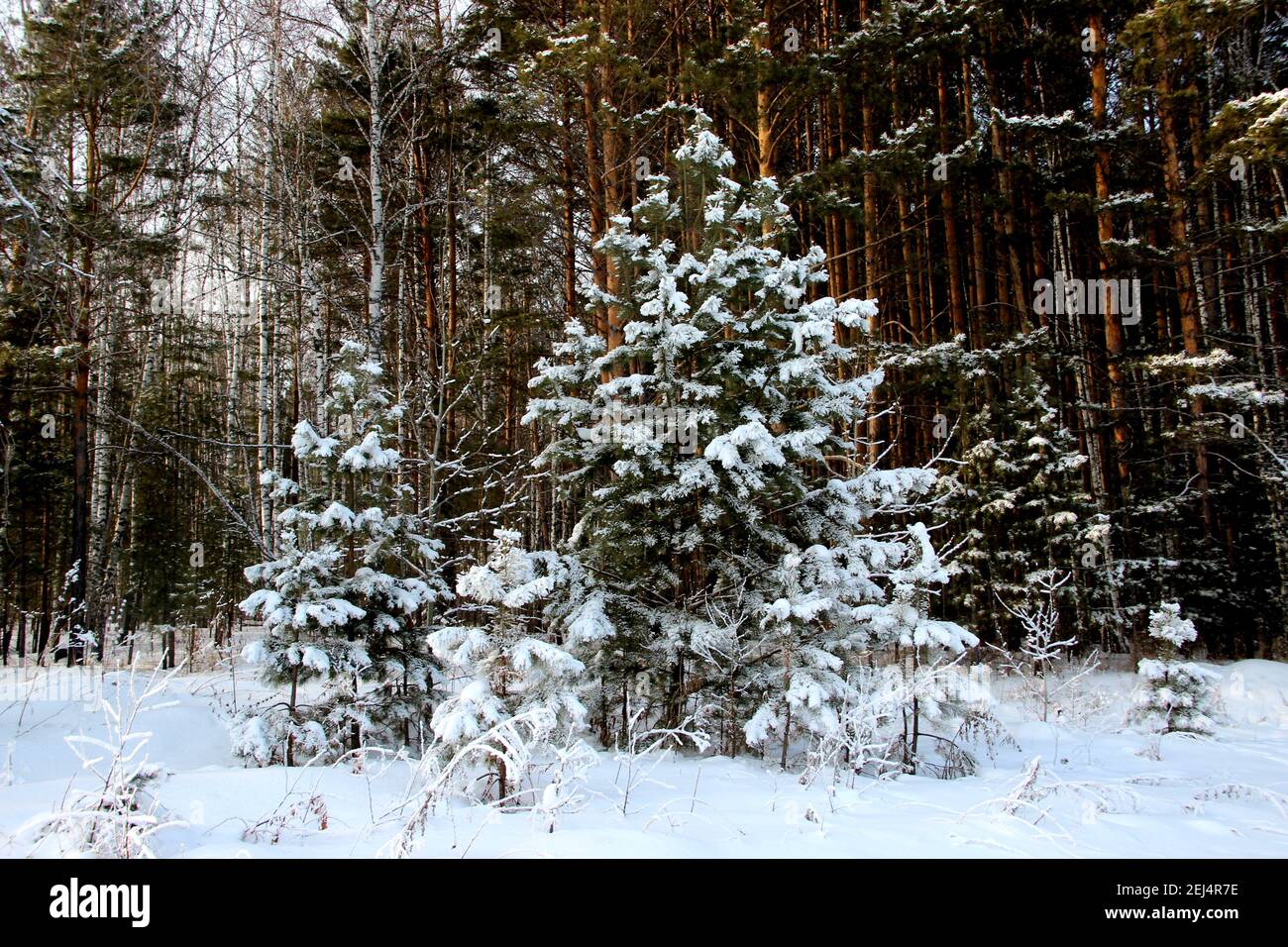 Piccoli abeti ricoperti di neve e foreste sullo sfondo, ricordano il paese delle meraviglie invernali. Foto Stock