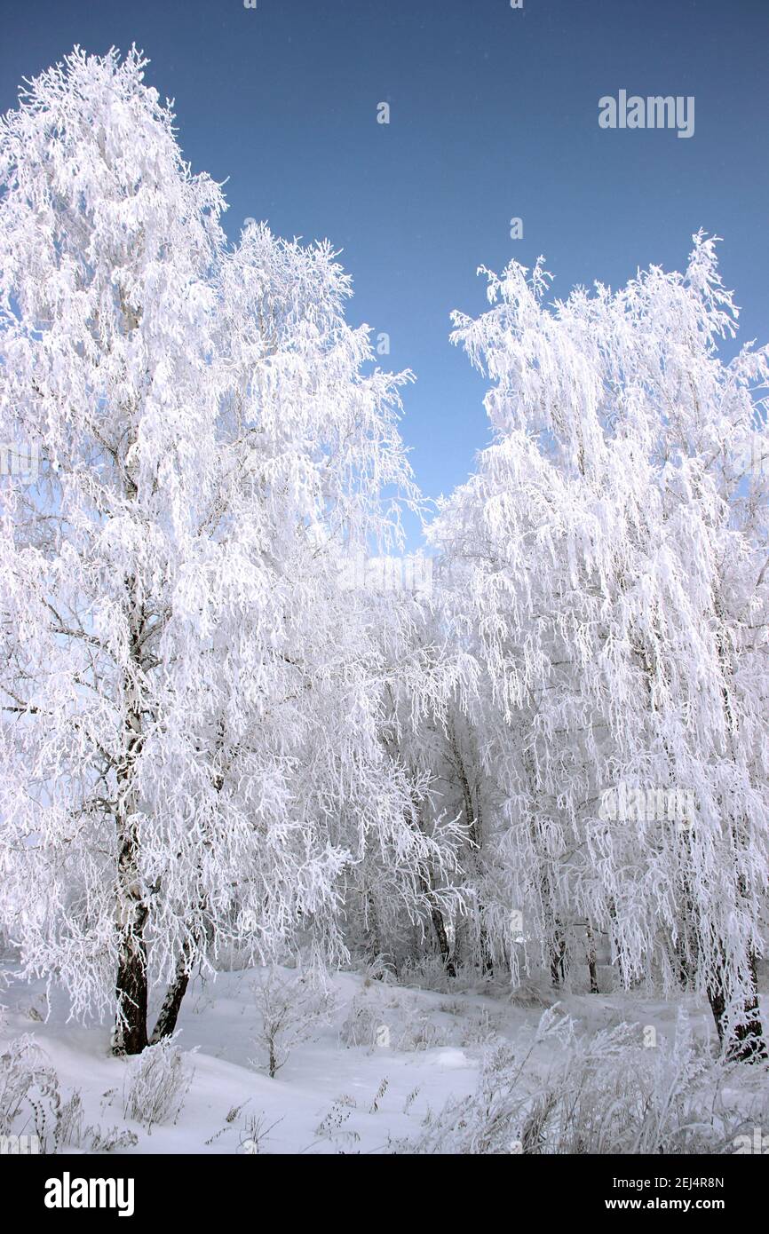 Il gelo sui catkins di betulla risplende brillantemente, e il cielo viola scuro è in contrasto. Foto Stock