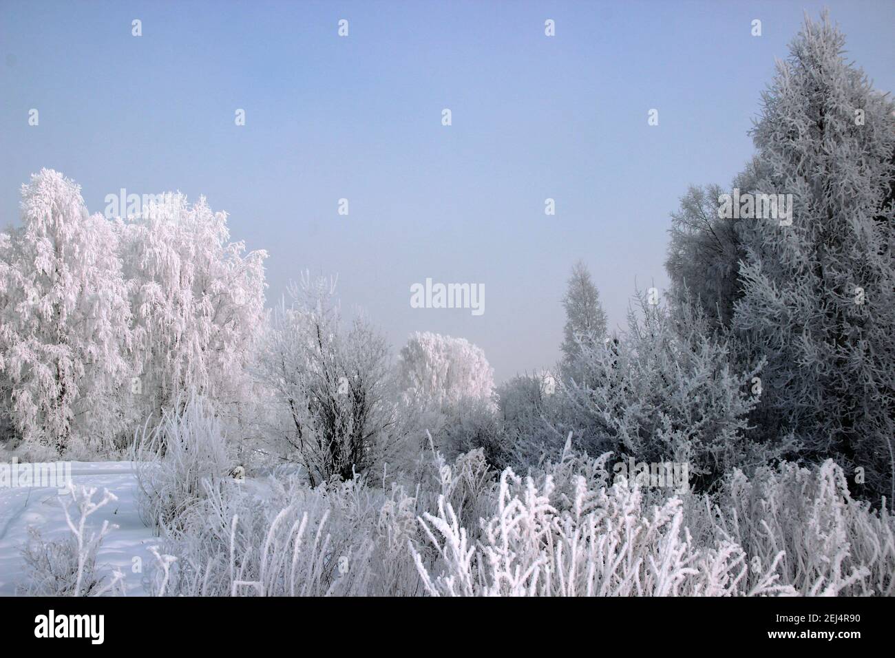 Paesaggio invernale. Rime Ice copre tutte le piante: Alberi, arbusti ed erba secca. E soprattutto questo è un cielo limpido e senza nuvole. Foto Stock