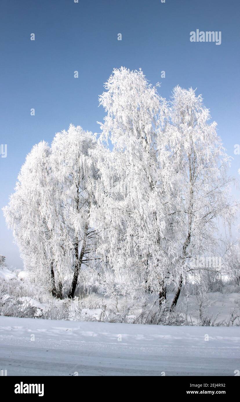 Paesaggio invernale di un gruppo di alberi di betulla vicino alla strada. Brina di brina sulle catkins di ramo e cielo viola profondo. Foto Stock