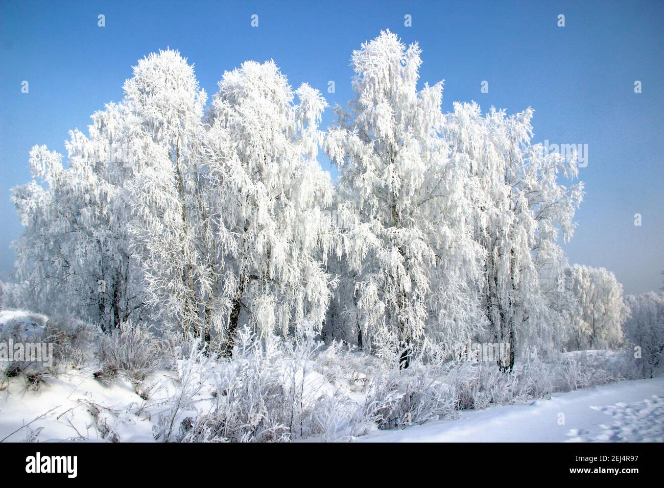 Giorno invernale limpido. Cielo blu chiaro e gelido. La neve scintilla sui rami dell'albero così luminoso che fa male agli occhi. Foto Stock