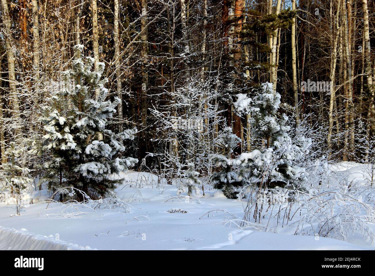 I piccoli abeti circondati da arbusti gelidi, ricoperti di brina, ricordano il paese delle meraviglie invernali. Foto Stock