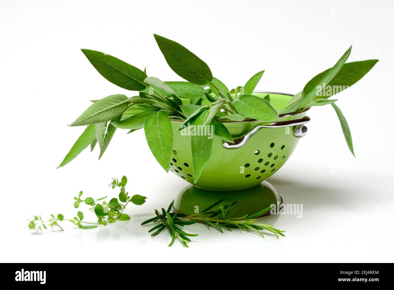 Erbe culinarie, salvia, e (Origanum vulgare), copia di carbonio Foto Stock