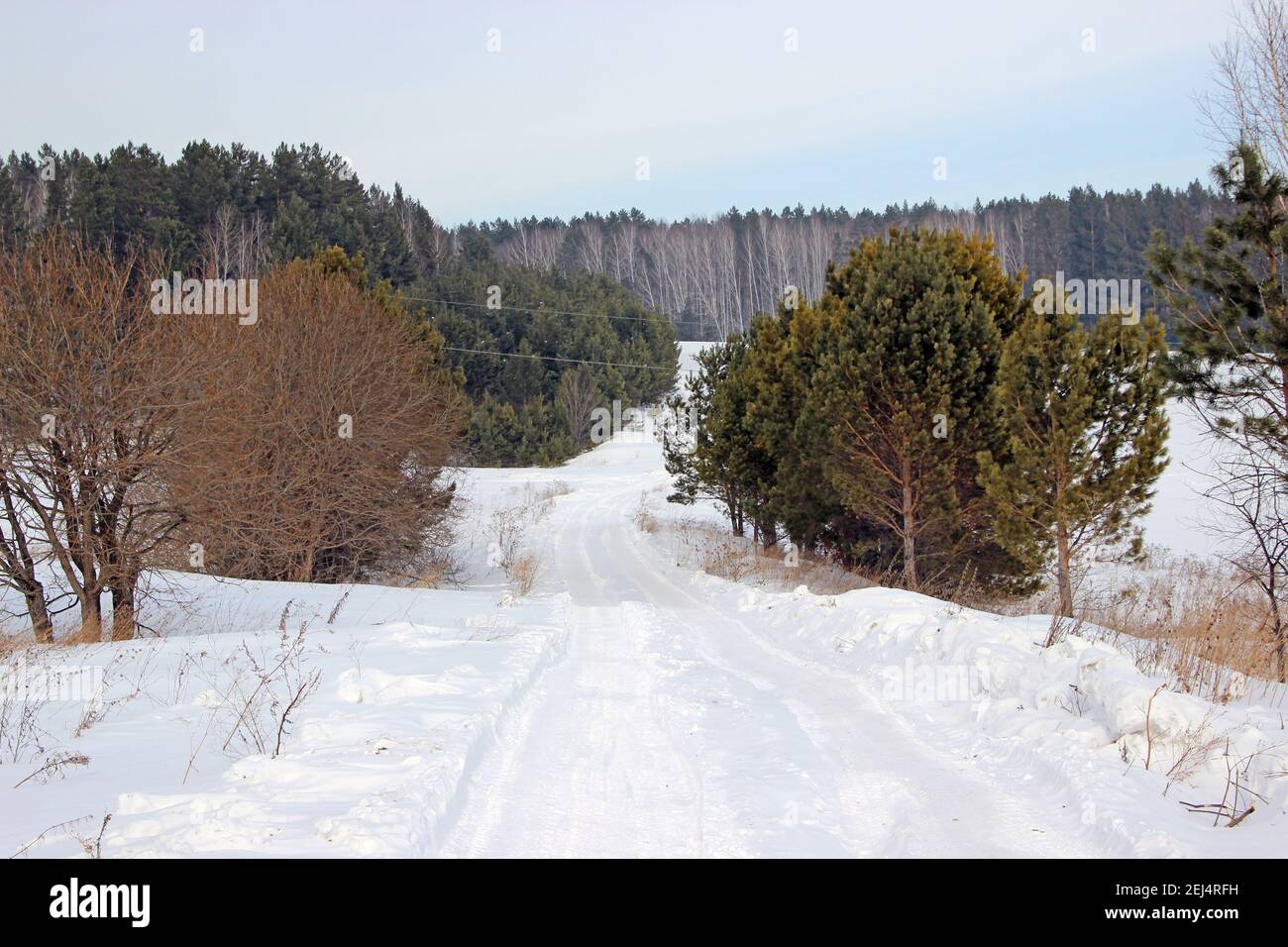 Foresta invernale. Al centro della foto – la strada tortuosa, coperta di neve. Ai lati della strada ci sono arbusti. I rami non hanno neve. Foto Stock