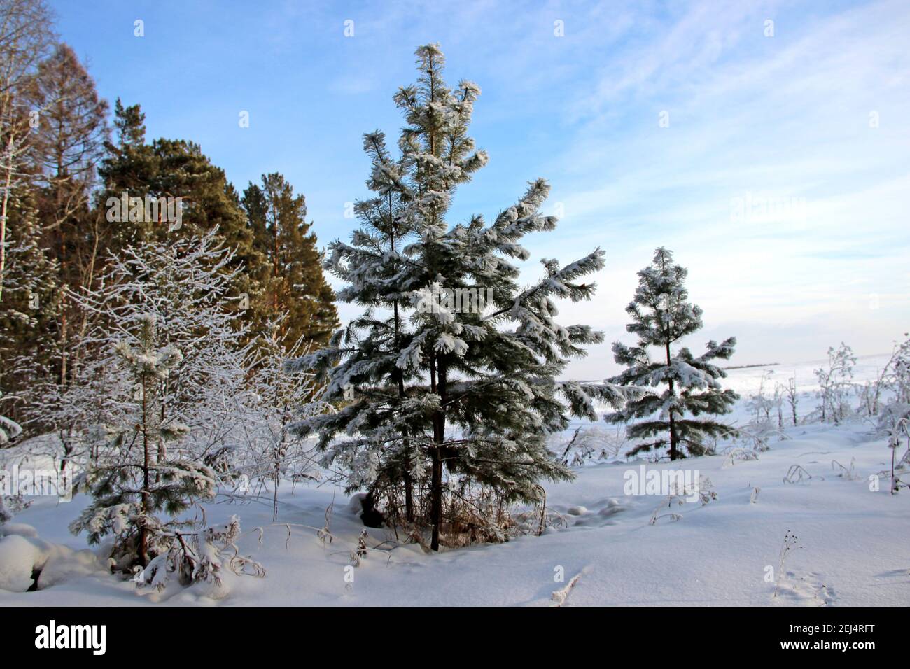 Il bordo della foresta invernale. Conifere dipinte in argento e verde. Cielo blu chiaro e neve soffice. Foto Stock
