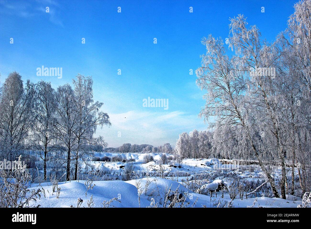 Una giornata invernale limpida. Cielo blu chiaro e gelido. Qualche uccello e neve scintilla sui rami di alberi. Foto Stock