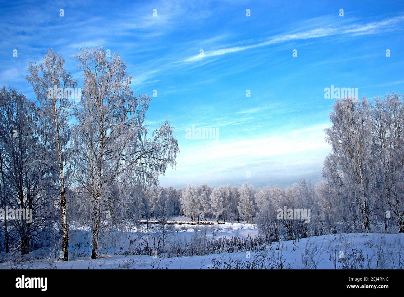 Una giornata invernale limpida. Cielo blu chiaro e gelido. Qualche uccello e neve scintilla sui rami di alberi. Foto Stock
