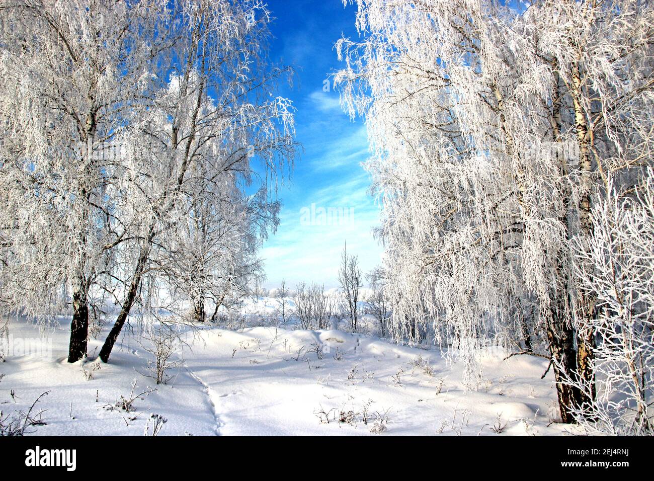 Una giornata invernale limpida. Cielo blu chiaro e gelido. La neve scintilla sui rami di betulla e una catena di impronte nella neve. Foto Stock